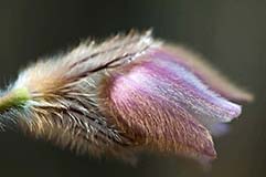 Frhlingskchenschelle - Zum Vergroessern klicken!